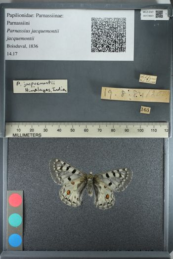 Media type: image;   Entomology 174601